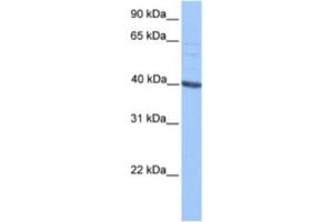 Western Blotting (WB) image for anti-Protein AF-9 (MLLT3) antibody (ABIN2461725) (AF9 anticorps)