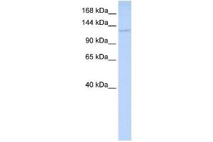 Western Blotting (WB) image for anti-WD Repeat Domain 3 (WDR3) antibody (ABIN2460094) (WDR3 anticorps)
