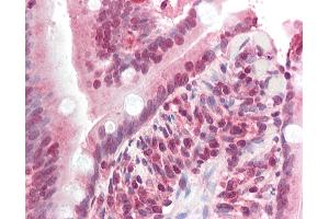 Anti-ZNF521 antibody IHC staining of human small intestine. (ZNF521 anticorps  (N-Term))