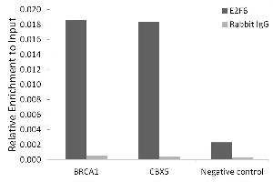Chromatin immunoprecipitation analysis of extracts of 293T cells, using E2F6 antibody (ABIN7266876) and rabbit IgG. (E2F6 anticorps)