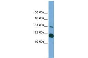 Image no. 1 for anti-Interleukin 1 delta (FIL1d) (C-Term) antibody (ABIN6745104) (FIL1d anticorps  (C-Term))