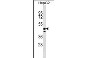 UNC93A Antibody (N-term) (ABIN1538961 and ABIN2849386) western blot analysis in HepG2 cell line lysates (35 μg/lane). (UNC93A anticorps  (N-Term))