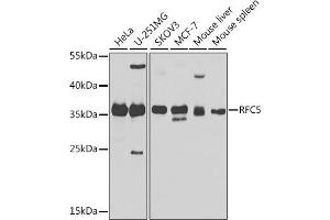 Western blot analysis of extracts of various cell lines, using RFC5 antibody (ABIN6132221, ABIN6146883, ABIN6146884 and ABIN6224077) at 1:1000 dilution.