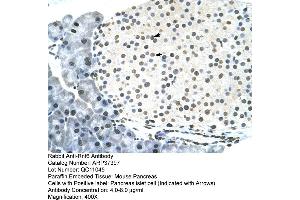 Mouse intestine (RNF6 anticorps  (N-Term))