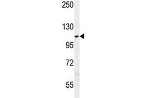 AARS2 antibody western blot analysis in K562 lysate