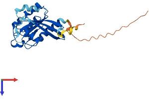 AlphaFold protein structure predicition of Human Recombinant RAB43 Protein, UniprotID Q86YS6