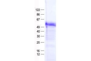 Validation with Western Blot