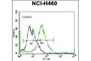 PELI3 Antibody (N-term) (ABIN657376 and ABIN2846422) flow cytometric analysis of NCI- cells (right histogram) compared to a negative control cell (left histogram). (Pellino 3 anticorps  (N-Term))