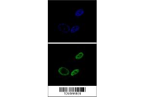Confocal immunofluorescent analysis of NR0B2 Antibody with HepG2 cell followed by Alexa Fluor 488-conjugated goat anti-rabbit lgG (green). (NR0B2 anticorps  (AA 56-83))