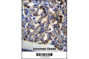 C10orf2 Antibody immunohistochemistry analysis in formalin fixed and paraffin embedded human pancreas tissue followed by peroxidase conjugation of the secondary antibody and DAB staining. (C10orf2 anticorps  (C-Term))