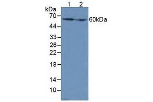Western blot analysis of (1) Mouse Liver Tissue and (2) Mouse Kidney Tissue. (Catalase anticorps  (AA 32-157))