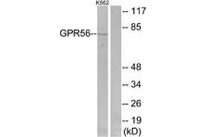 Western Blotting (WB) image for anti-G Protein-Coupled Receptor 56 (GPR56) (AA 251-300) antibody (ABIN2890875) (GPR56 anticorps  (AA 251-300))