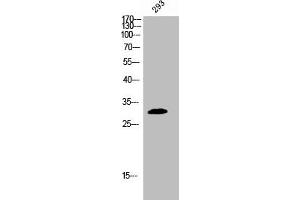 Western Blot analysis of 293 cells using Phospho-BAM32 (Y139) Polyclonal Antibody