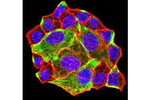 Immunofluorescence analysis of Hela cells using ATG3 mouse mAb (green). (ATG3 anticorps  (AA 1-100))