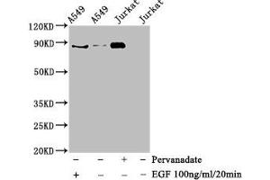 Western Blot Positive WB detected in A549 whole cell lysate,Jurkat whole cell lysate(treated with EGF or Pervanadate) All lanes Phospho-STAT3 antibody at 0.