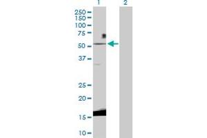 Western Blot analysis of WNT3 expression in transfected 293T cell line by WNT3 MaxPab polyclonal antibody.