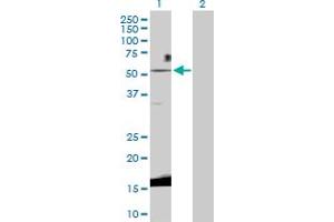 Western Blot analysis of WNT3 expression in transfected 293T cell line by WNT3 MaxPab polyclonal antibody. (WNT3 anticorps  (AA 1-355))