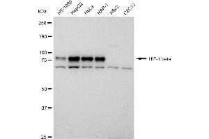 Western blotting analysis using HIF 1 beta antibody (ABIN7797657). (Recombinant ARNT anticorps)