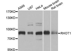 Western blot analysis of extracts of various cell lines, using RHOT1 antibody (ABIN5973450) at 1/1000 dilution.