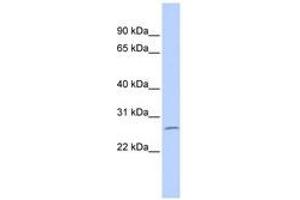 Image no. 1 for anti-Zinc Finger Protein 575 (ZNF575) (AA 72-121) antibody (ABIN6740385) (ZNF575 anticorps  (AA 72-121))