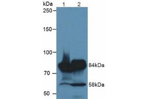 Figure. (MEP1A anticorps  (AA 213-506))