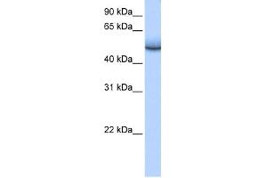 WB Suggested Anti-ZNF486 Antibody Titration:  0. (ZNF486 anticorps  (Middle Region))