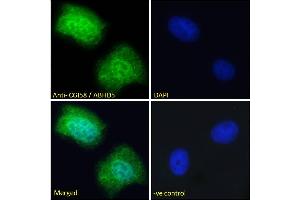 ABIN190850 Immunofluorescence analysis of paraformaldehyde fixed U2OS cells, permeabilized with 0. (ABHD5 anticorps  (Internal Region))