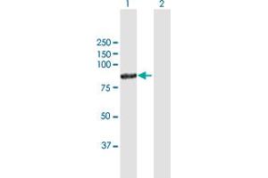 Western Blot analysis of POLH expression in transfected 293T cell line by POLH MaxPab polyclonal antibody. (POLH anticorps  (AA 1-713))