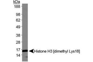 Western Blot of Rabbit Anti-Histone H3 [Dimethyl Lys18] Antibody.