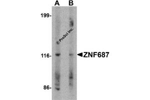 Western Blotting (WB) image for anti-Zinc Finger Protein 687 (ZNF687) (C-Term) antibody (ABIN1030830) (ZNF687 anticorps  (C-Term))
