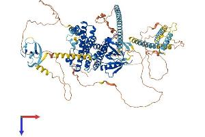 AlphaFold protein structure predicition of Human Recombinant ARHGEF2 Protein, UniprotID Q92974
