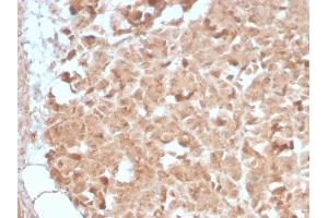 Formalin-fixed, paraffin-embedded human Pancreas stained with CELA3B Rabbit Recombinant Monoclonal Antibody (CELA3B/2809R). (Recombinant Elastase 3B anticorps  (AA 82-238))