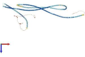 AlphaFold protein structure predicition of Mouse Recombinant Odf2 Protein, UniprotID A3KGV1