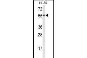 Western blot analysis of NYX Antibody in HL-60 cell line lysates (35ug/lane)