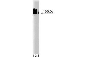 Western blot analysis of Adaptin delta on a HeLa lysate.