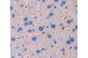IHC-P analysis of Mouse Tissue, with DAB staining. (IFNAR1 anticorps  (AA 104-341))