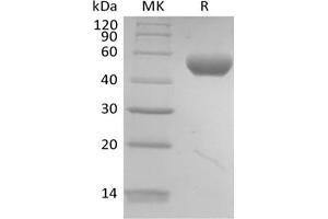 Western Blotting (WB) image for Poliovirus Receptor-Related 2 (Herpesvirus Entry Mediator B) (PVRL2) (Active) protein (Biotin,His-Avi Tag) (ABIN7319914) (PVRL2 Protein (Biotin,His-Avi Tag))