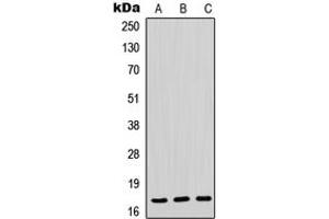 Western blot analysis of POLR2H expression in HeLa (A), mouse liver (B), rat liver (C) whole cell lysates. (POLR2H anticorps  (N-Term))