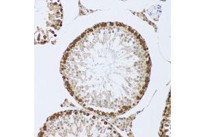 Immunohistochemistry of paraffin-embedded mouse testis using CIRBP antibody.