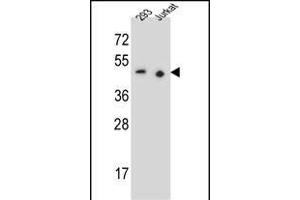 X9 Antibody (N-term) (ABIN655527 and ABIN2845040) western blot analysis in 293,Jurkat cell line lysates (35 μg/lane). (PAX9 anticorps  (N-Term))
