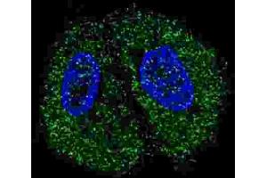 Immunofluorescence (IF) image for anti-Pyruvate Kinase (PK) antibody (ABIN2922768)