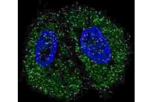 Immunofluorescence (IF) image for anti-Pyruvate Kinase (PK) antibody (ABIN2922768) (Pyruvate Kinase anticorps)