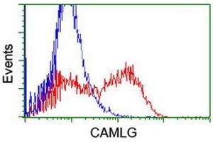HEK293T cells transfected with either RC218292 overexpress plasmid (Red) or empty vector control plasmid (Blue) were immunostained by anti-CAMLG antibody (ABIN2455753), and then analyzed by flow cytometry. (CAMLG anticorps)