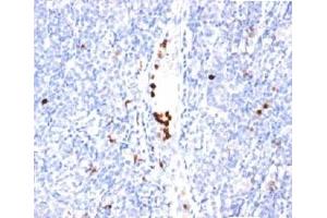 anti-Granulocyte Marker antibody