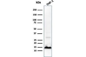 Western Blot Analysis of THP-1 cell lysate using Cystatin A Mouse Monoclonal Antibody (CPTC-CSTA-1). (CSTA anticorps)