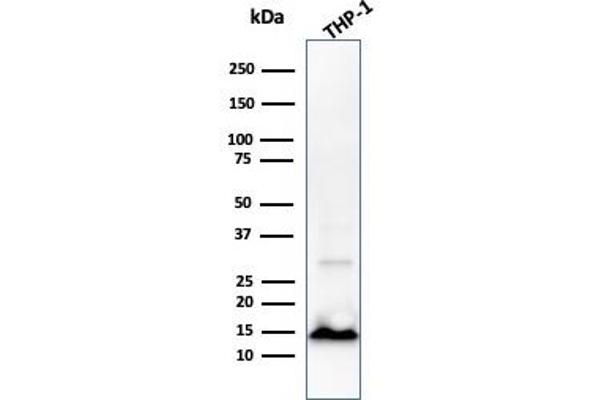 CSTA anticorps