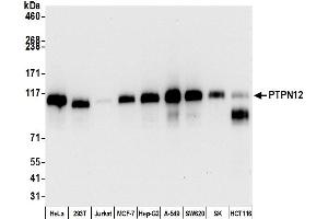 Western Blotting (WB) image for anti-Protein Tyrosine Phosphatase G1 (PTPN12) (AA 499-780) antibody (ABIN7453983)