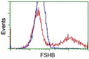 HEK293T cells transfected with either RC214616 overexpress plasmid (Red) or empty vector control plasmid (Blue) were immunostained by anti-FSHB antibody (ABIN2453049), and then analyzed by flow cytometry. (FSHB anticorps)