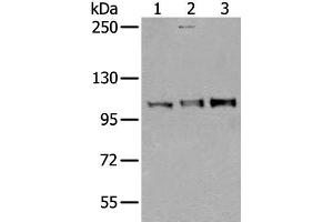 Western blot analysis of Mouse testis tissue Jurkat and A549 cell lysates using USO1 Polyclonal Antibody at dilution of 1:350 (USO1 anticorps)