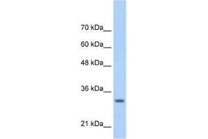 Western Blotting (WB) image for anti-Transcription Factor MafB (MAFB) antibody (ABIN2460785) (MAFB anticorps)